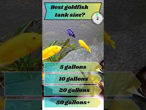 What Tank size for Goldfish? Aquarium Trivia 🐡 Channel Sponsor Buceplant - http_//tinyurl.com/3fu6xckd They have an amazing selection of plant
