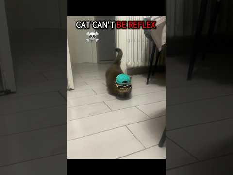 Part 3// cat reflex//🔥🗿☠️//#cat #catvideos