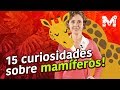 Mammals and Their Characteristics