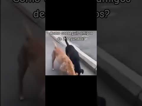 Como conseguir amigos en 2 segundos #animals #animales #shorts