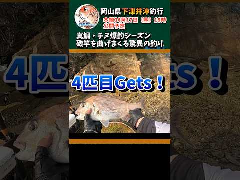 真鯛・チヌ爆釣シーズン到来！磯竿を曲げまくる驚異のフカセ釣り#shorts
