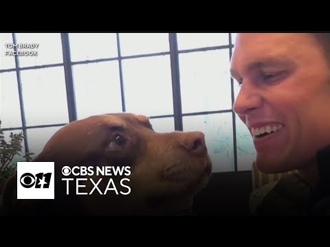 YouTube video thumbnail: Celebrities Turn to Dallas-Based Biotech Company to Clone Beloved Pets, Sparking Debate Over Science