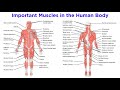 Exploring the Muscular System: Key Concepts and Muscle Types