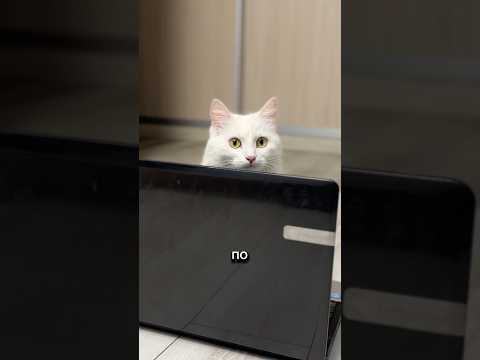 Я не знаю как мне теперь жить в этой квартире 🙀 #кошка #котик #котики #животные #фиксик #фиксики