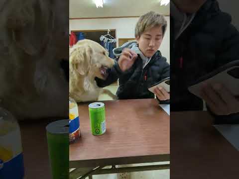 仕事の面接に来たのに犬に好かれてそれどこじゃなくなった若者の悲劇 #ゴールデンレトリバー子犬
