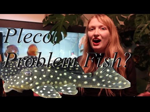 Why you shouldn't get a pleco for your Aquarium ~  Loricariidae are frequently seen as the ideal tankmate for many fishes although this couldn't be fur