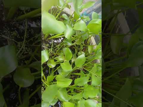 😊🌿🐓|| #garden #terrace #trending #shorts #fyp #plants #vegetables #yt