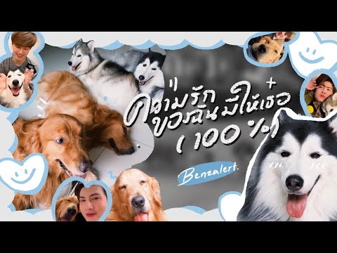 BENZALERT - ความรักของฉันมีให้เธอ (100%) | OFFICIAL MV