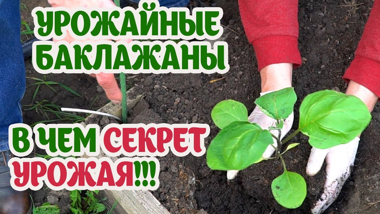 Посадка баклажан. Удобрения для супер урожая!