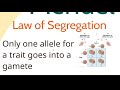 Exploring Mendelian Genetics Concepts