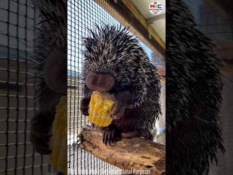 porcupine पासून जंगलातील प्राणी का घाबरत असतात...#shorts
