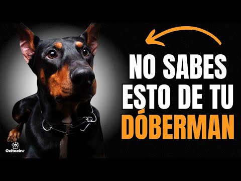 50 Datos sobre el DÓBERMAN