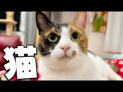 猫と交流できるお酒の集まり｜上野ライブイベント2024 サムネイル