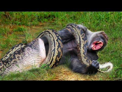Giant Python Swallows Baboon – A Thrilling Jungle Rescue Unfolds
