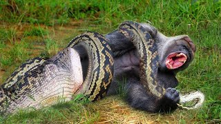 Giant Python Swallows Baboon – A Thrilling Jungle Rescue Unfolds