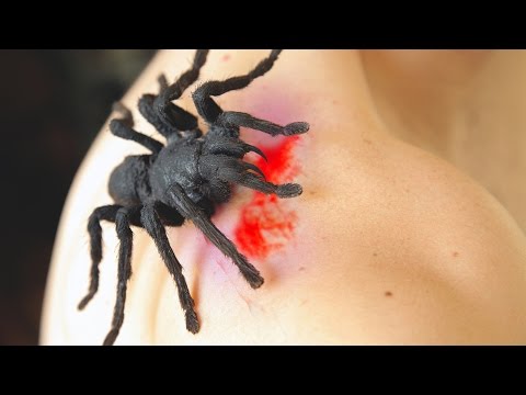 WORLDS BIGGEST SPIDER !