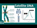 Satellite DNA Characteristics and Forensics