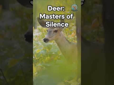 Deer: Masters of Silence