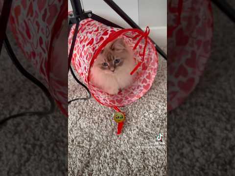 La única relación tóxica que puedo aceptar 🥹 #gato #gracioso #gatitos #mascotas #divertido