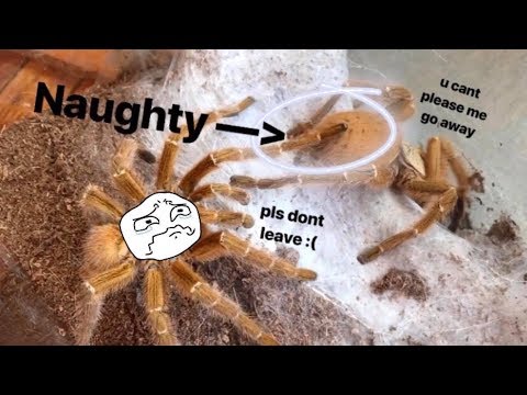 Tarantula Pairing ~ Gave him TWO females and he's still CLUELESS !!!