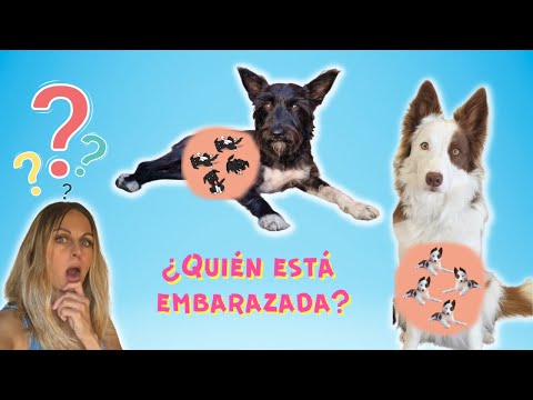 ¿Quién está EMBARAZADA? Lana o Mel?