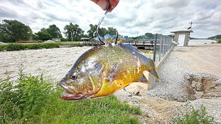 We Dropped LIVE BAITS Into This RAGING CANAL!!! (Extremely High Water)