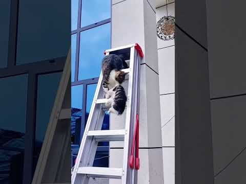 mother save kitten 🐾💕 #cat #reaction #funny #love #baby #pets #comedy #catvideos #toyhouse #fun