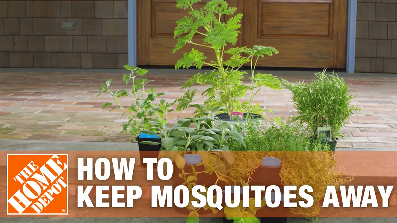 How to Get Rid of Mosquitoes