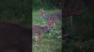 Daydreaming of GIANTS!! #DeerHunting #Bowhunting #BigBucks #VelvetBucks #HuntingLand #fyp