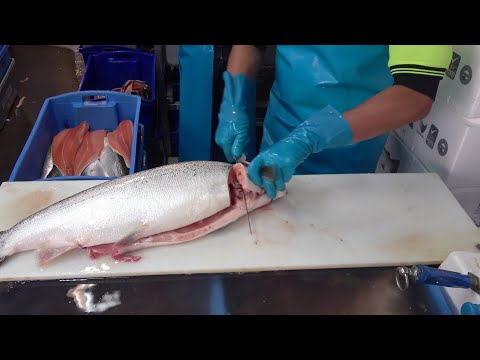 現地のサーモンのさばき方が神がかってた動画