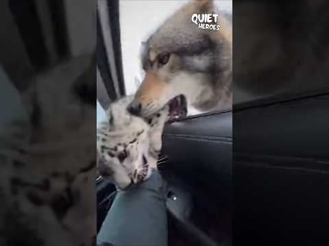 Desperate Snow Leopard Cub Runs Straight Into Car to Escape Wolves #rescue #animals #wildlife