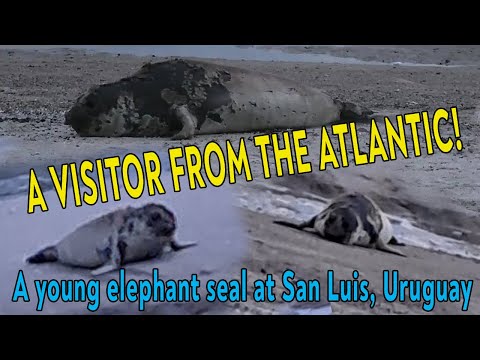 A VISITOR FROM THE ATLANTIC! A young elephant seal at San Luis Beach, Uruguay.  Mila naturist travel