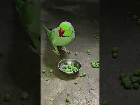 mithu 💚 talking parrot 🦜 #funny #petbird #talkingparrot #nonstoptalkingparrot #comedy #eatingshow