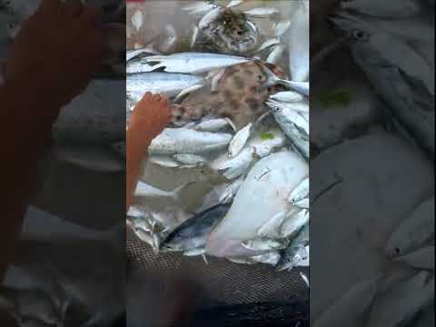 ESSA É DA BRABA, DA ATE CHOQUE!