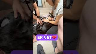 Worried puppy at ER vet 💔