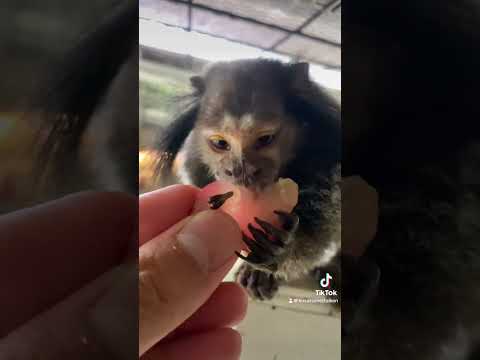 高齢になっただいすけ君の食欲は母親譲り♫#shorts #おじいちゃん #動物 サムネイル