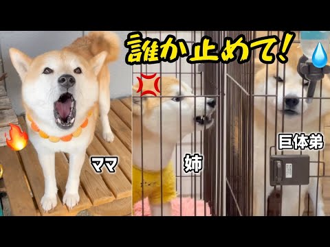 響き渡る泣き声！鳴き止まない狂った柴犬たち...【ココグルメ】