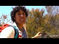 Chaparral Ecosystem Characteristics and Adaptations
