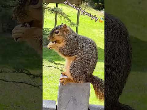 Furry munchkin enjoying tasty treat, a moment of pure joy 🐿️#yummy