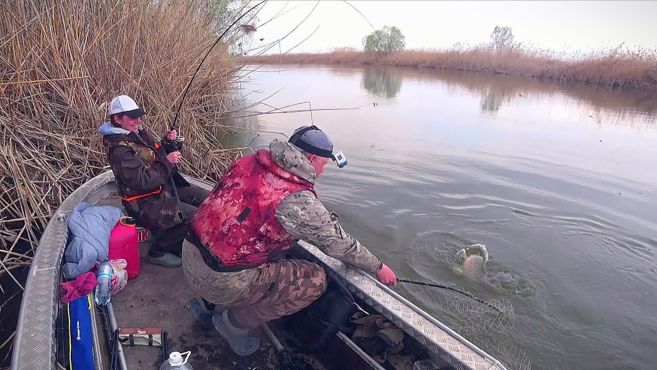 Вот это рыбалка! Весенний сазан, долгожданный! Попали на бешеный клёв всех видов рыб.