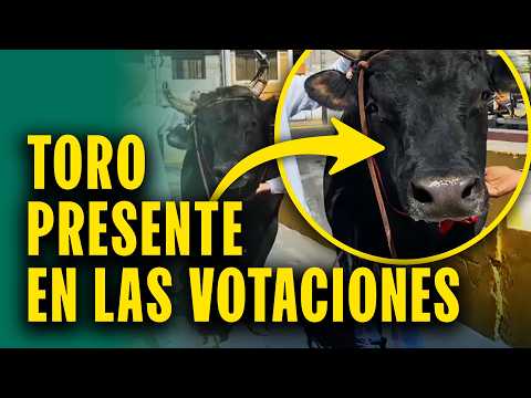 Toro de pelea participó de las elecciones acompañado a su dueño a local de votación