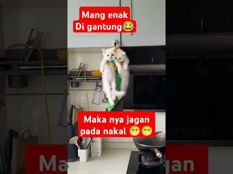 nakal si empus nya#cat #kucing #tingkahkucing #tingkahlucukucing