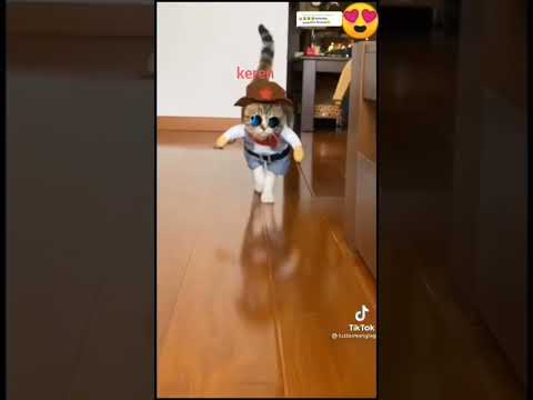 Yu jem pergi nonton Fashion Show cat. #catcomedy #funnyanimal #kucinglucu