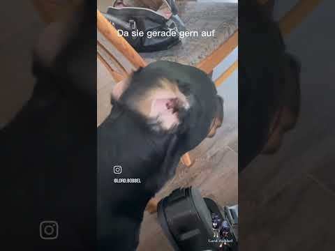 Macht ihr das auch? 😅 Bei Schlappohren ja schon zu empfehlen oder? 😂 Schreibt in die Kommentare 😊🐾