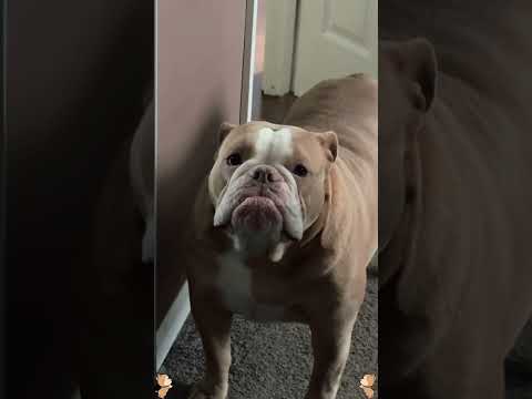 He was reprimanded by his master🤣🤣🤣🤣#dog #dogs #dogliver #fyp #funnyanimals #usa #foryou