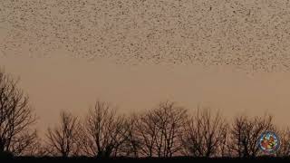 Starling Murmuration Llangefni, Anglesey 2025