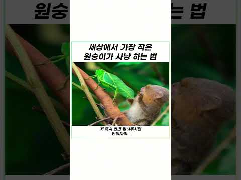 망둥어의 흔한 회피력 ㅋㅋㅋㅋㅋㅋㅋ