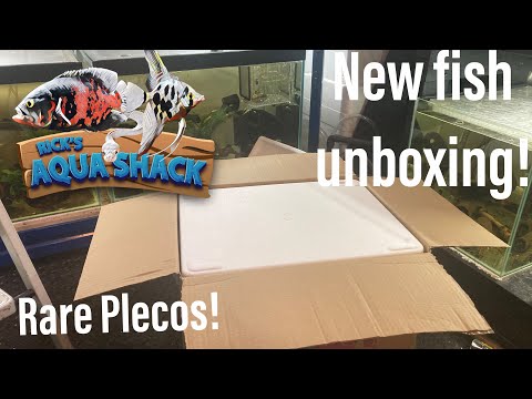 Live Fish Unboxing (NEW PLECOS) In this weeks video, you see the struggle I go through whilst receiving a delivery of fish. 


Follo
