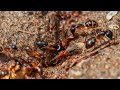 Social Insect Behavior and Nesting