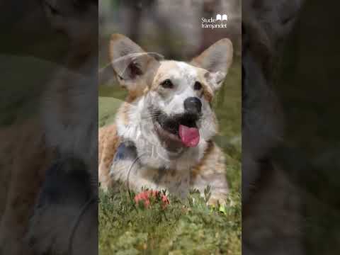 Upplev Hundens vecka – aktiviteter för dig och din hund!